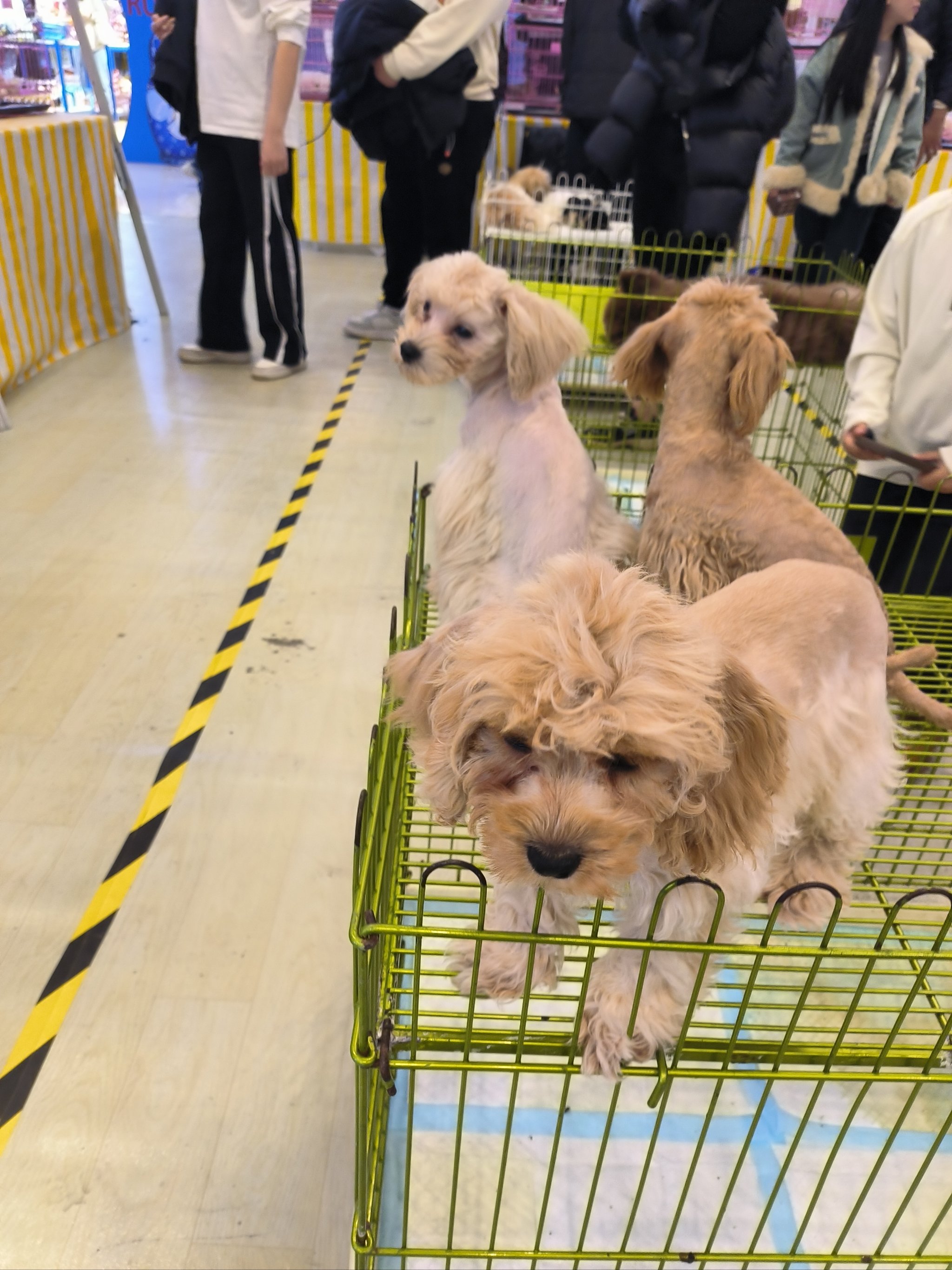 天元宠物：拟6.88亿元购买淘通科技89.71%股权