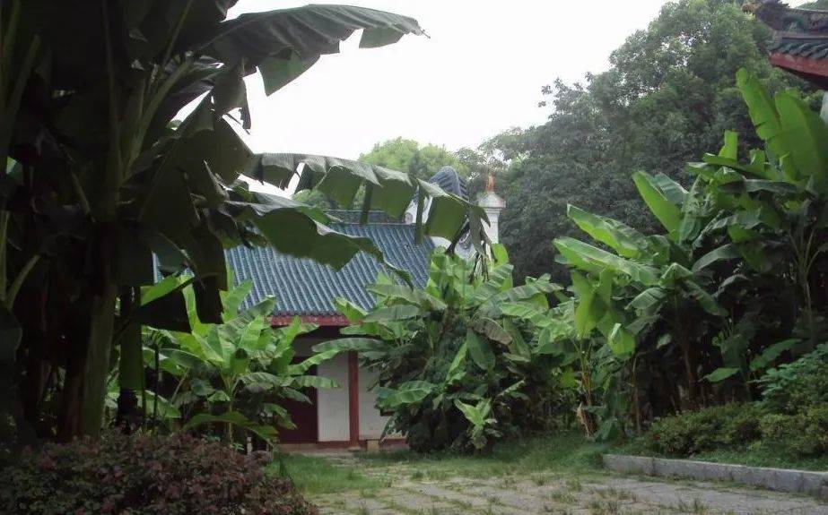 蕉叶上的狂草传奇