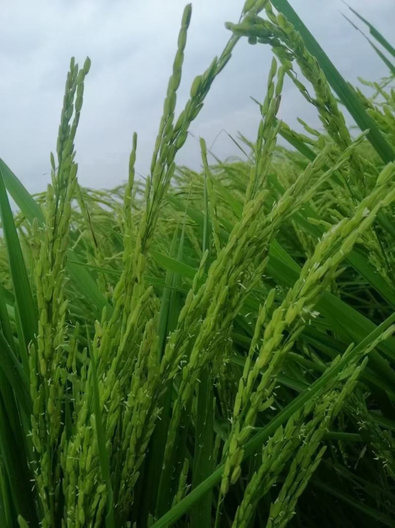 嘉泽新能在黑龙江投资成立绿色化工公司