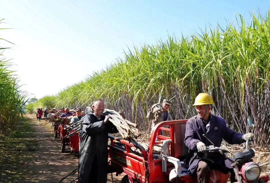 沿着边境看中国丨科技赋能甘蔗“甜”