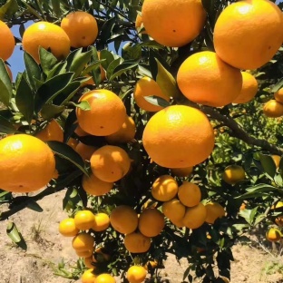 福田汽车：短期波动属于正常现象