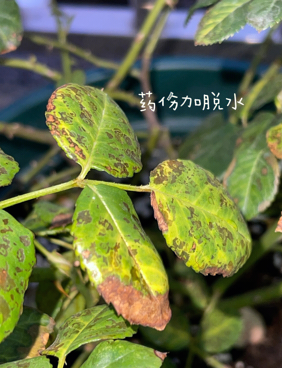 我国科学家发现“红蜘蛛”害螨的抗逆性“铠甲”