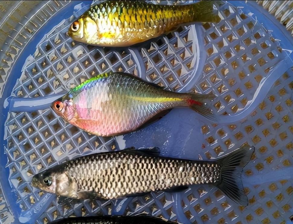 505只个股流通市值不足20亿元