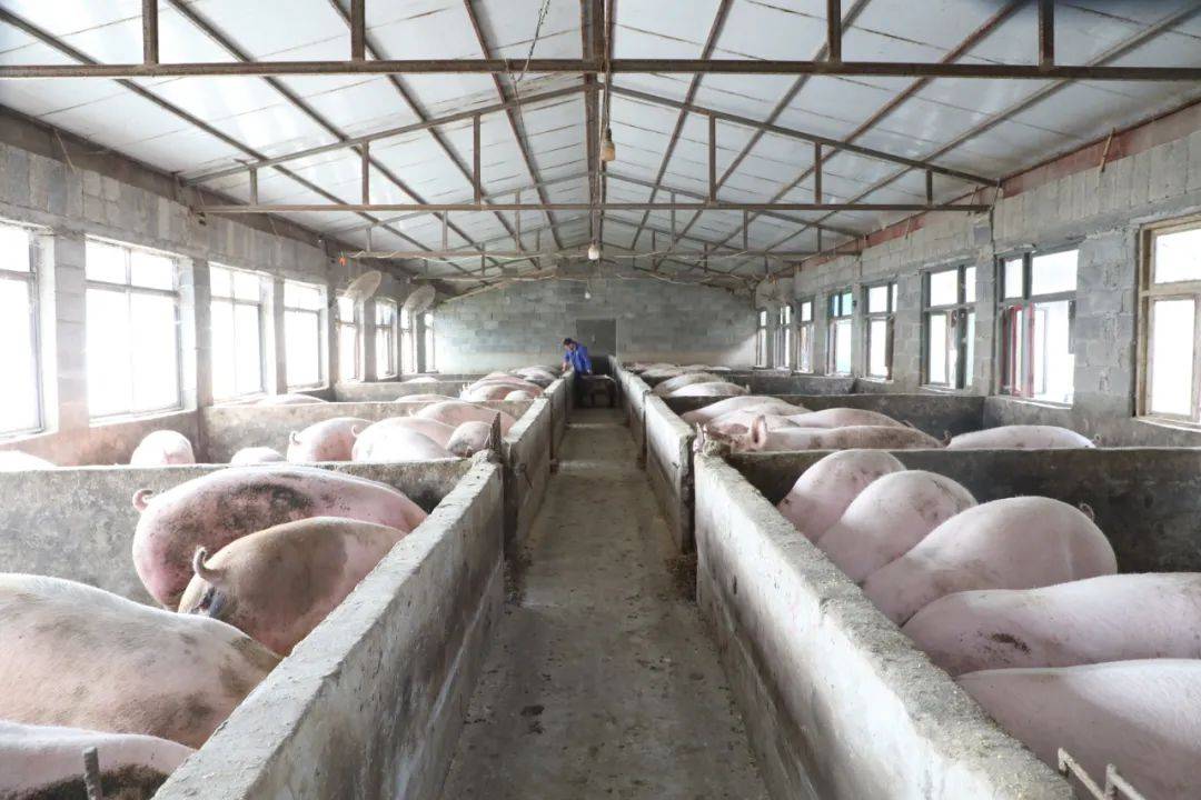 农业农村部：促进生猪生产稳定发展