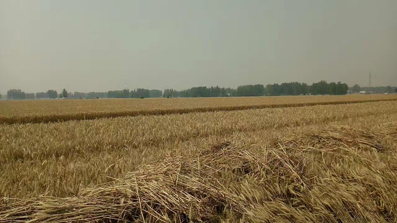 土小麦收成超140万吨