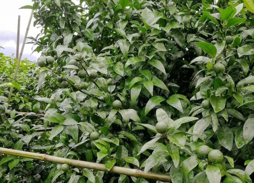 植物通过“危险信号”察觉寄生线虫