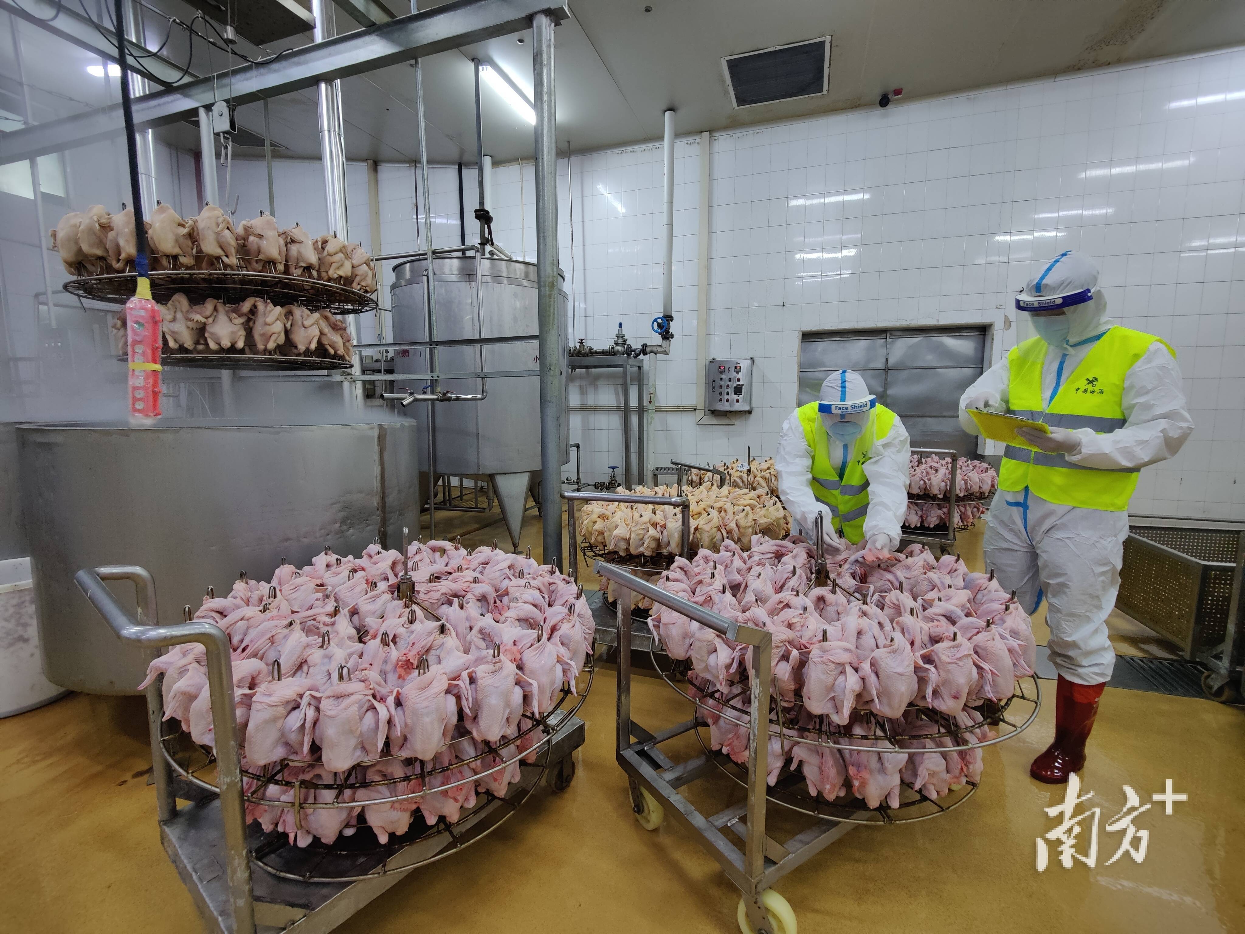 温氏股份在广东成立电商公司，含供港澳活畜禽经营业务