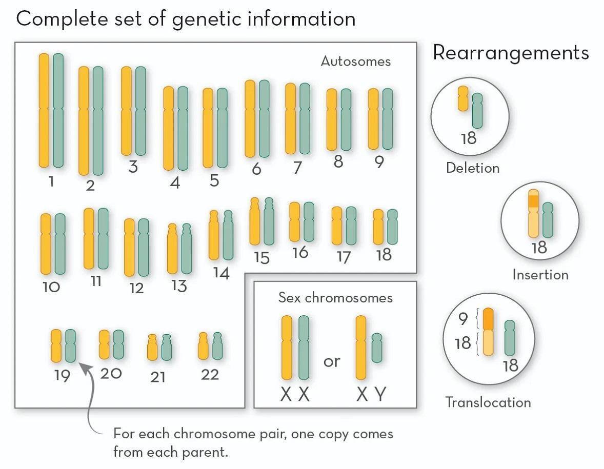 科学与健康|基因组编辑新利器：PCE技术实现染色体“精准编辑”