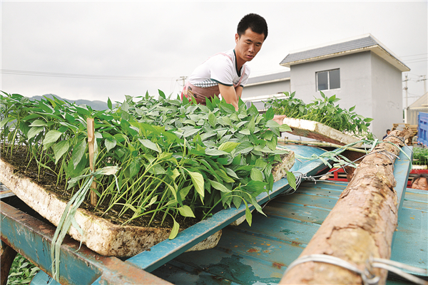 利比里亚启动本土咖啡复兴计划，20万株种苗免费助农增收