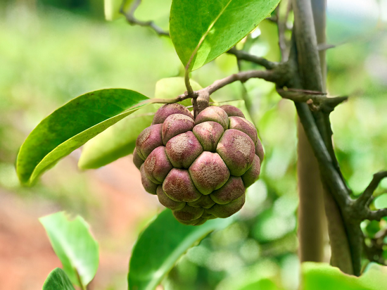 利比里亚启动本土咖啡复兴计划，20万株种苗免费助农增收