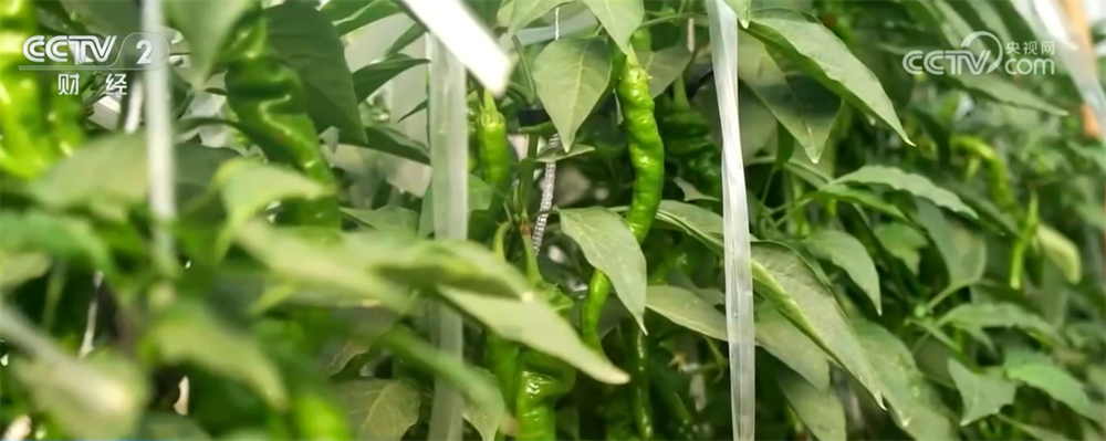 农业农村部发展规划司:春节期间菜篮子产品有充分保障