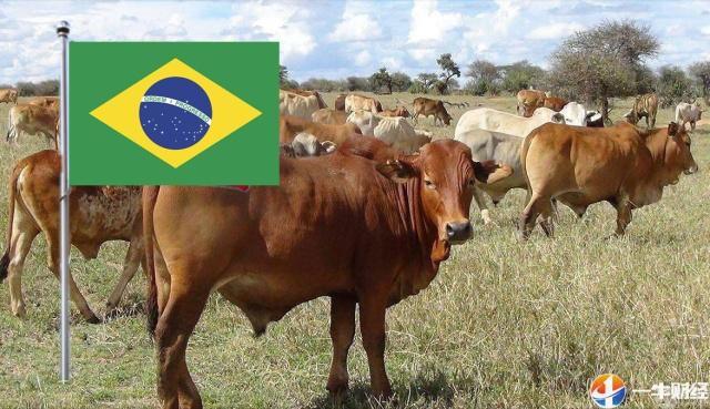 巴西超越美国成为全球最大牛肉生产国