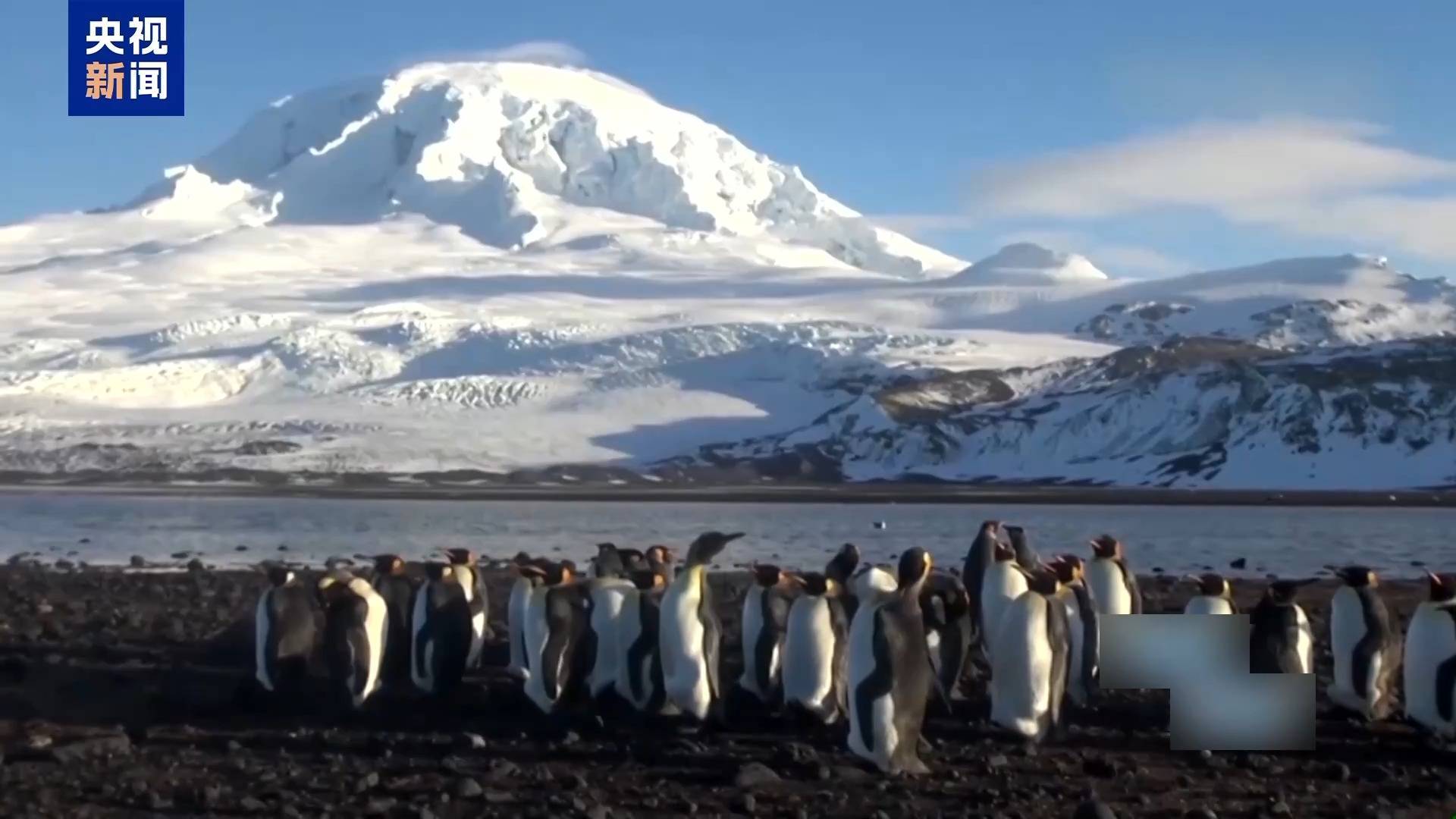白宫发布新AI图片：特朗普领着企鹅