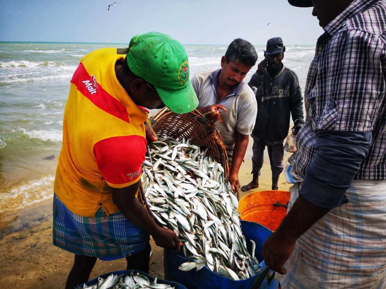 斯里兰卡马纳尔50兆瓦风电项目正式启动 可再生能源发展超预期推进