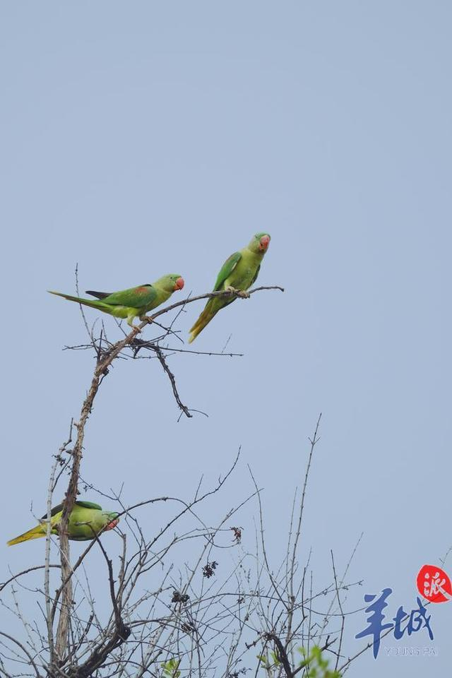 立方风控鸟·晚报（1月28日）