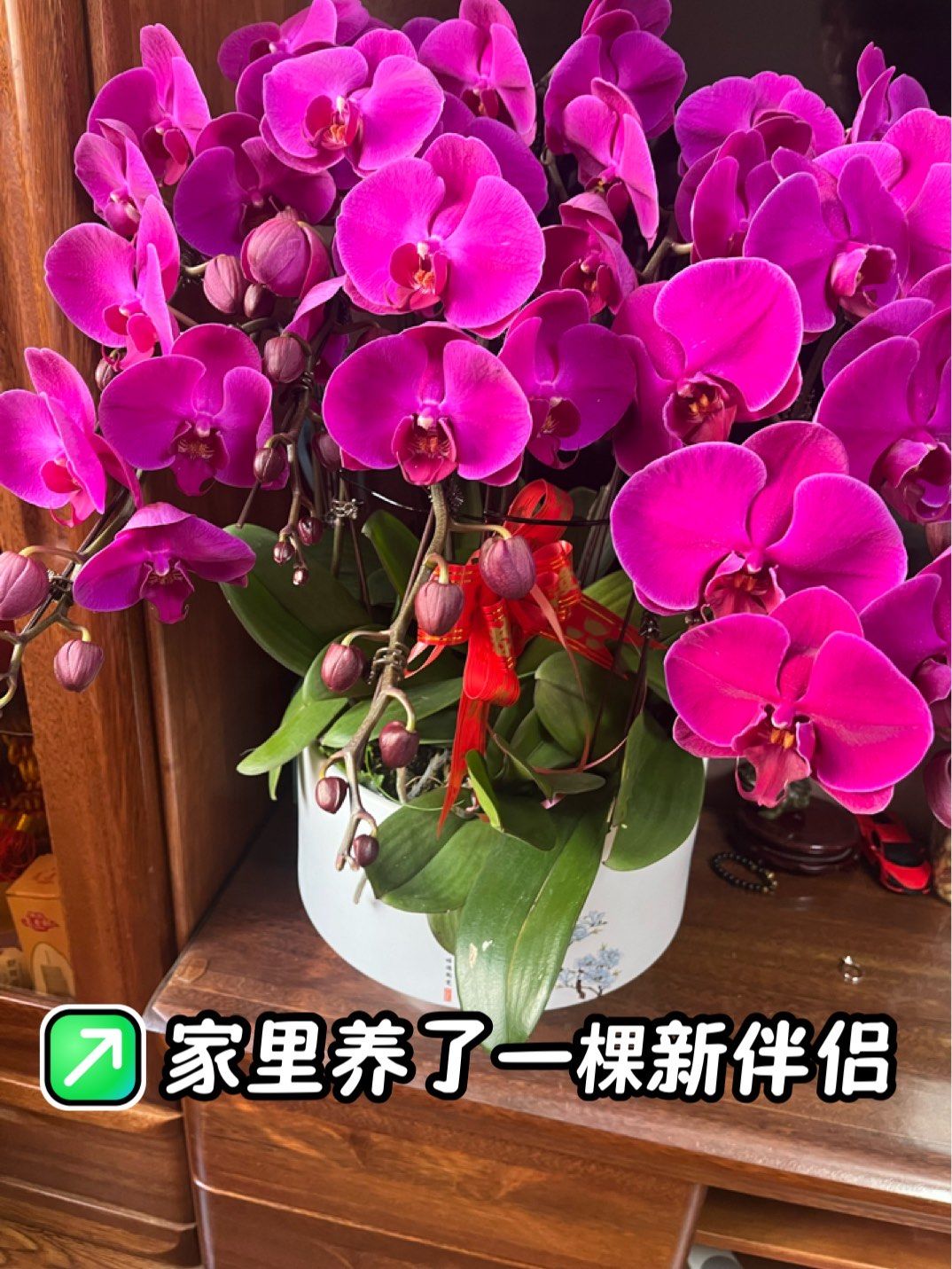 年宵花迎来消费旺季 业内人士称“今年小而美的花走量”