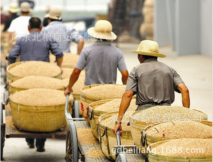 玉米概念涨2.65%,主力资金净流入10股