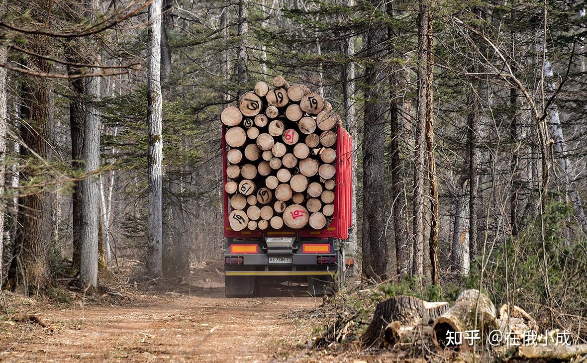 巴新将全面禁止原木出口