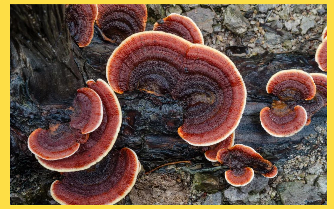 万凯新材获得发明专利授权：“一种耐久抗菌全生物基呋喃聚酯及其制备方法和应用”