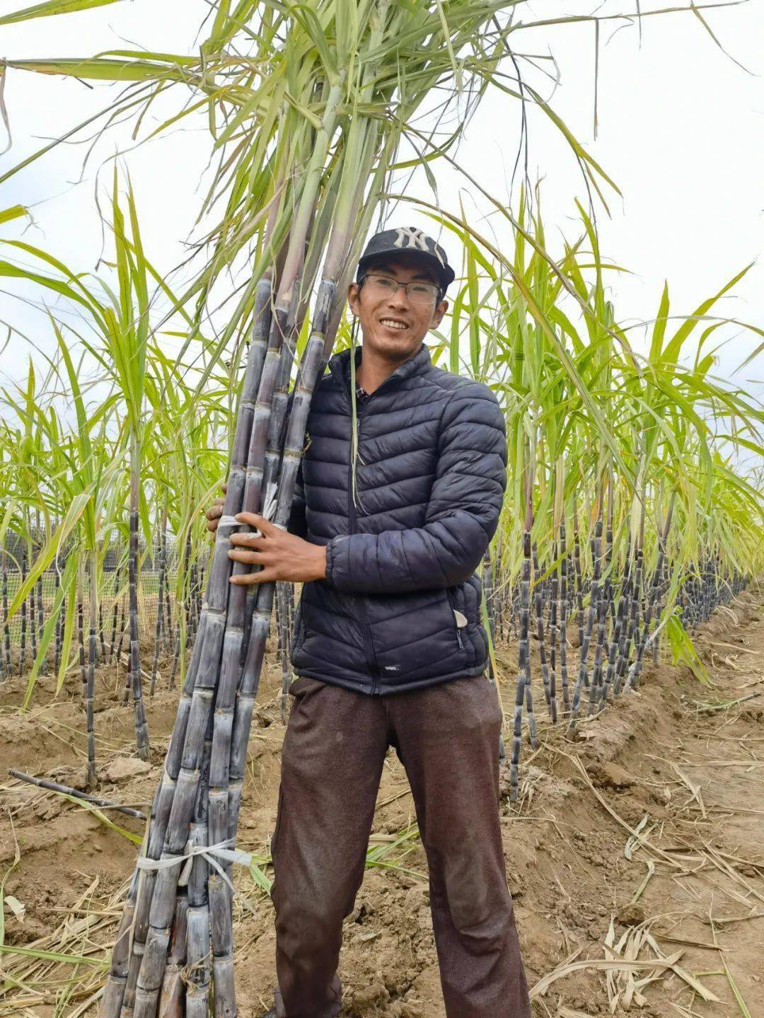 我国科研团队把甘蔗属基因组“天书”变成育种“说明书”