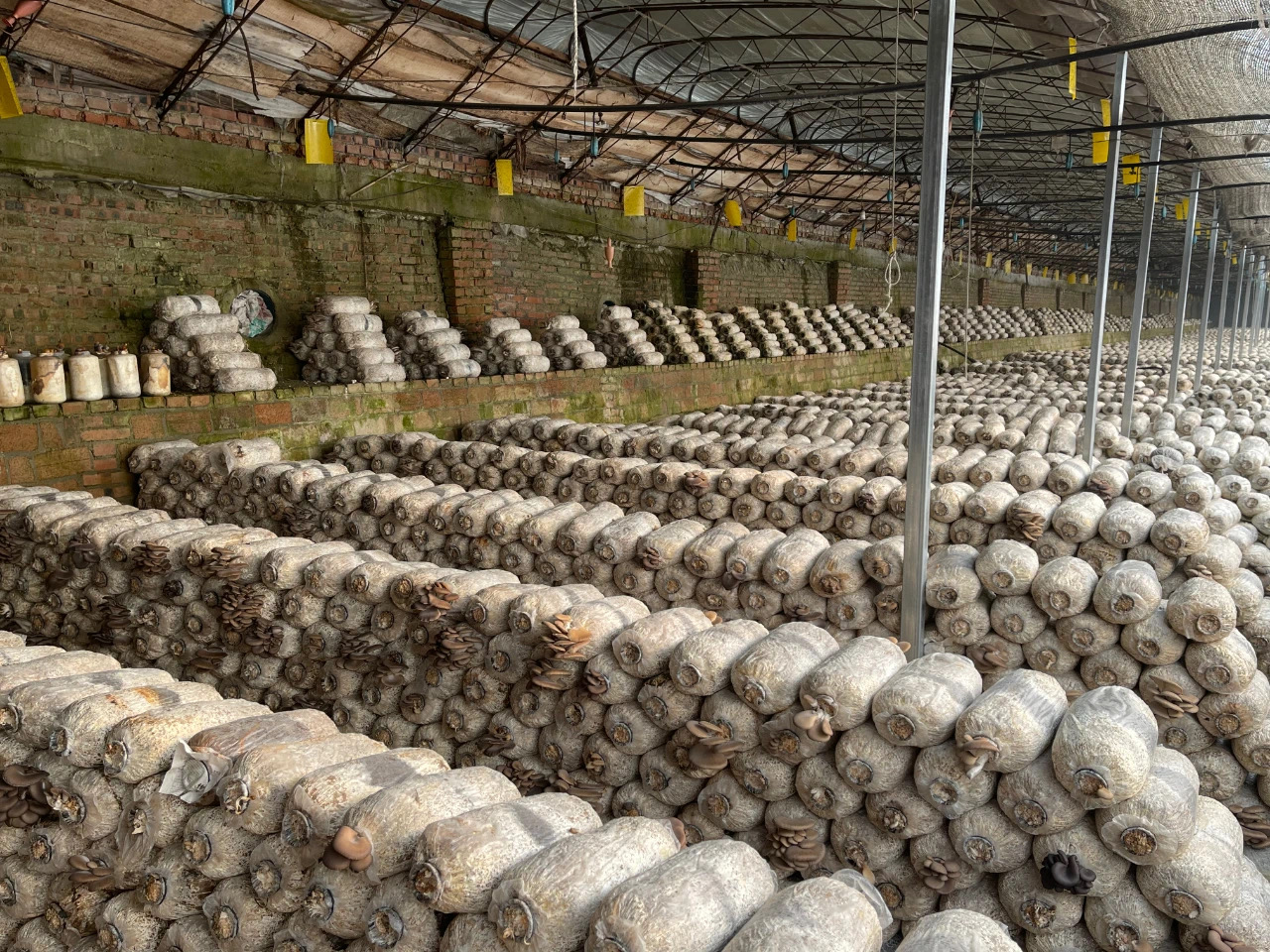 农业农村部：全产业链打造“链主”企业