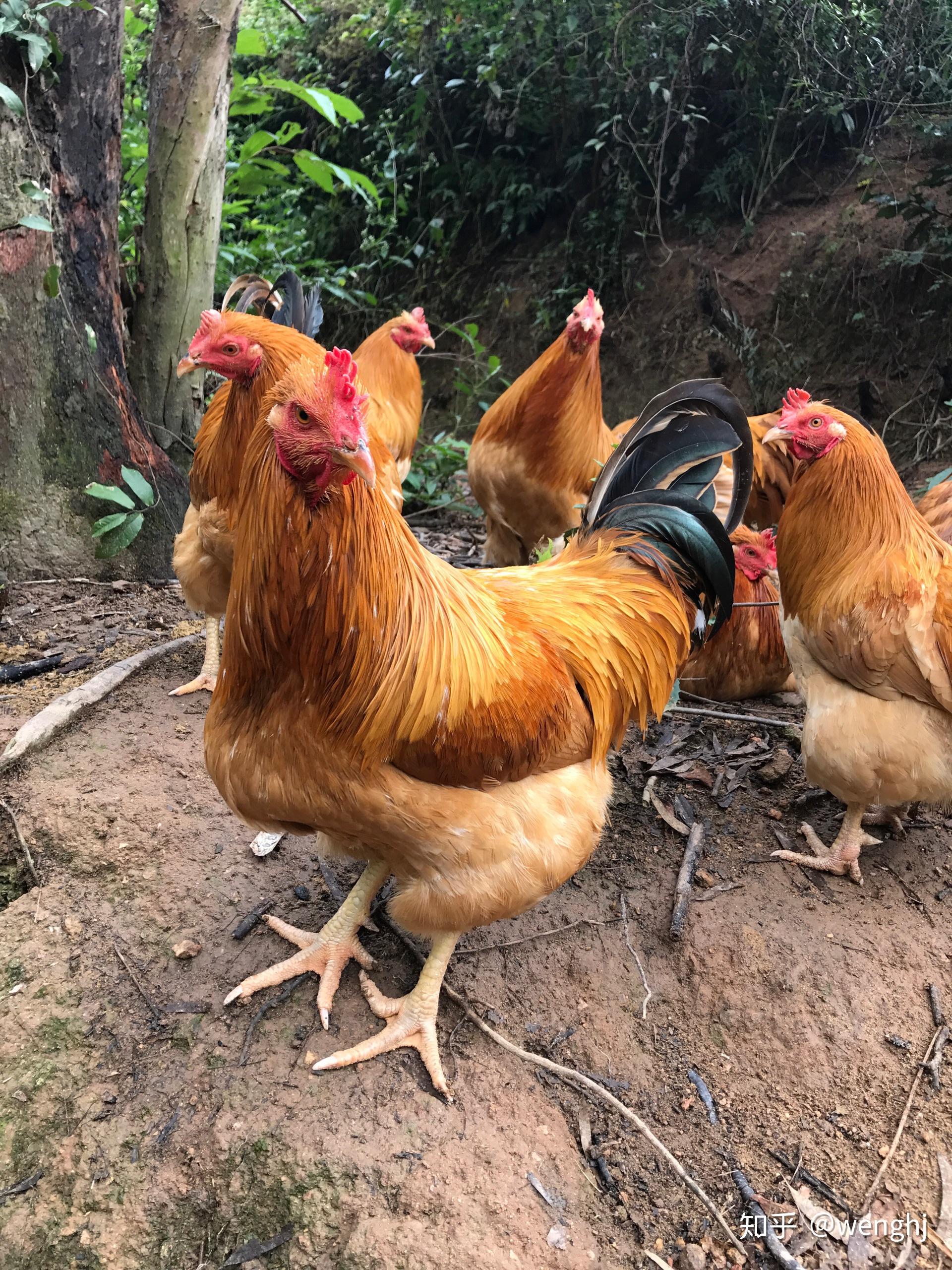 民和股份：受停孵期影响 1月份商品代鸡苗销量同比下降36.89%