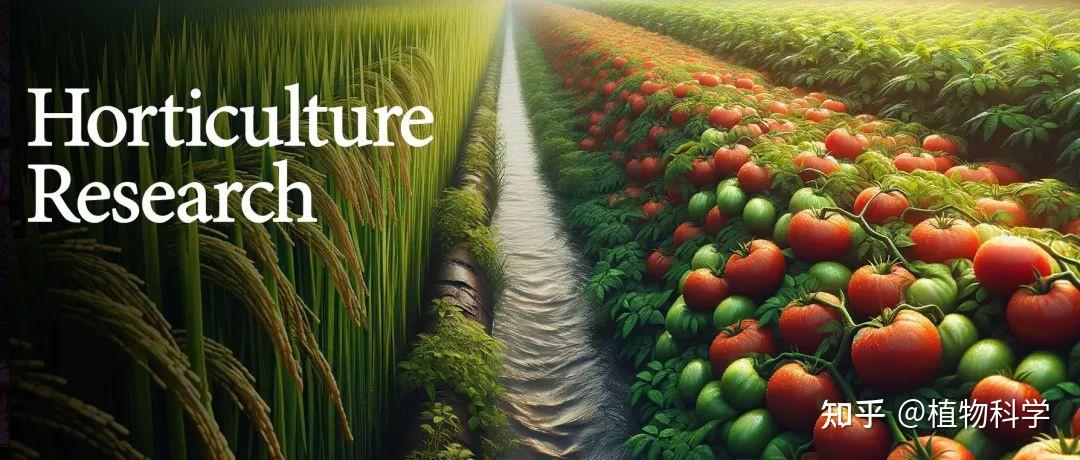 中国科研人员开发新型碱基编辑系统助水稻精准改良