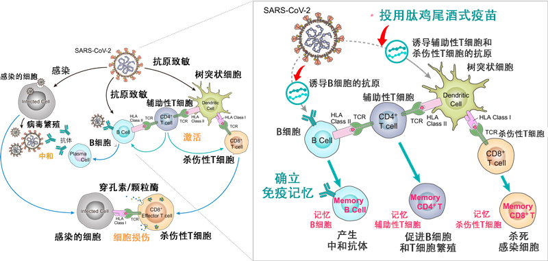 成大生物获得发明专利授权：“一种细胞流感病毒裂解疫苗及其生产过程中重组胰蛋白酶含量的检测方法”