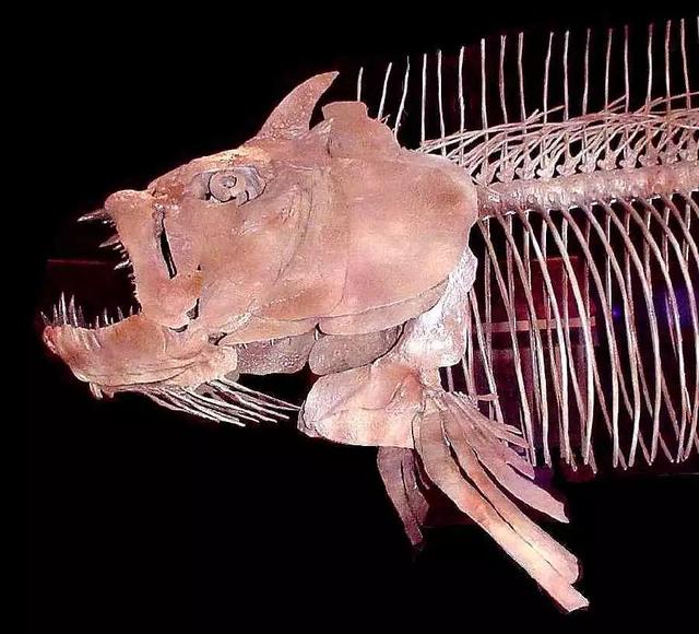 “从鱼到人”再添新证!我国发现早期硬骨鱼类化石