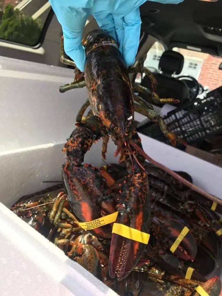 政策东风吹来！盛业“AI未来之城”掀起“养龙虾”热潮