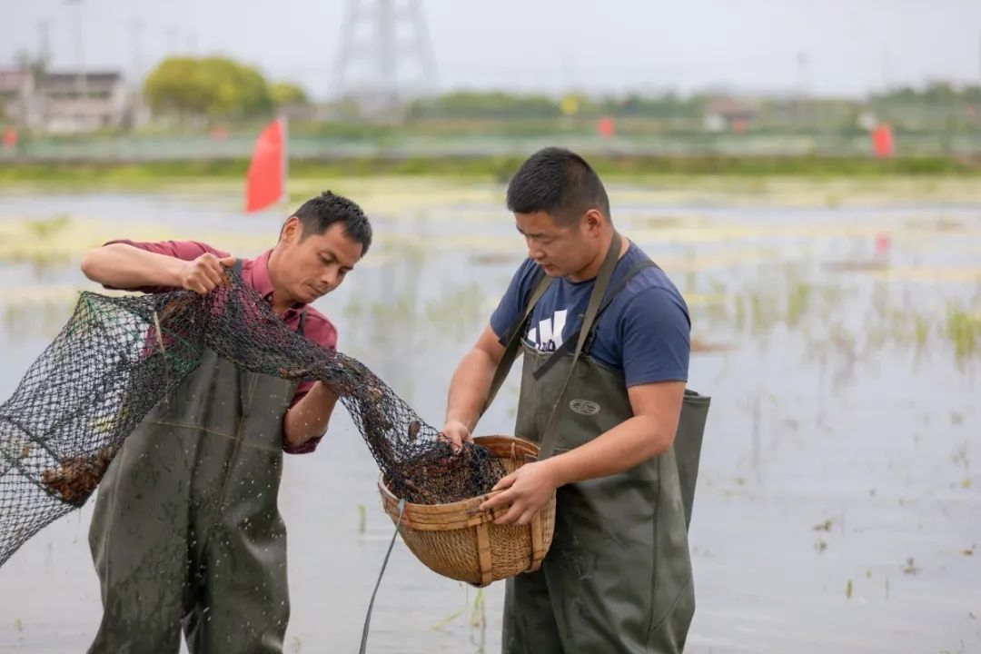 “养龙虾”热潮之下，如何守好安全底线？